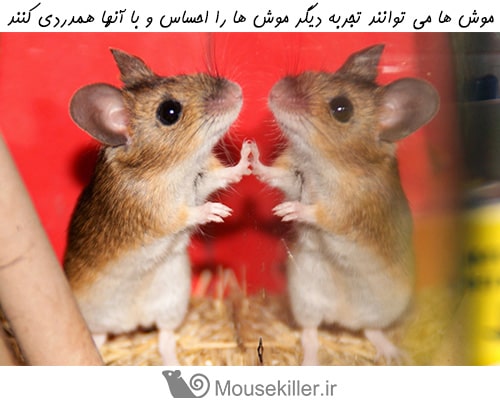 موش ها می توانند احساسات سایر موش ها را از حالات چهره آن ها تشخیص دهند