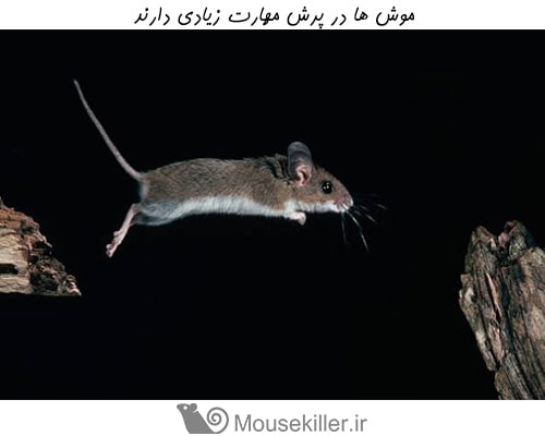 موش ها مهارت زیادی در پرش از ارتفاع دارند