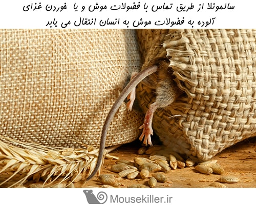 سالمونلا، بیماری خطرناک ناشی از موش