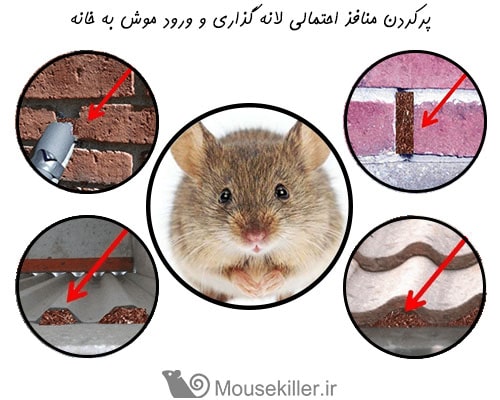 پیشگیری از تهاجم موش