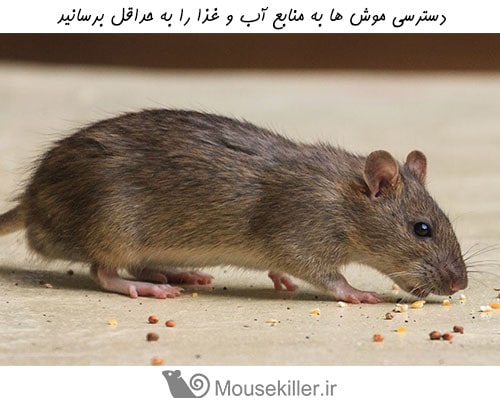 پیشگیری از تهاجم موش