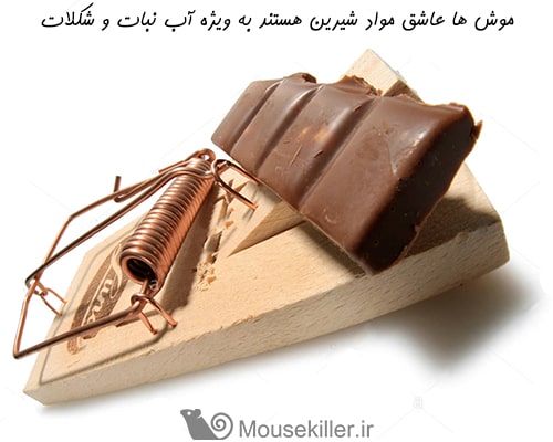 مواد شیرین مثل شکلات یکی از بهترین طعمه ها برای قرار دادن در تله موش