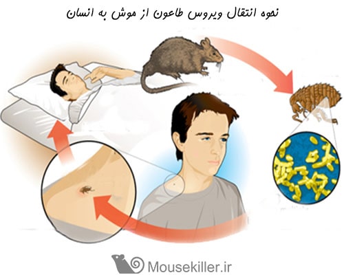 نحوه انتقال ویروس طاعون از موش به انسان - بیماری های ناشی از موش