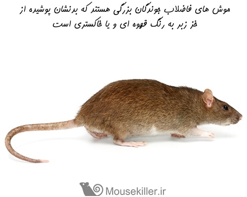 موش فاضلاب