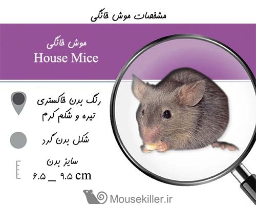 مشخصات موش خانگی