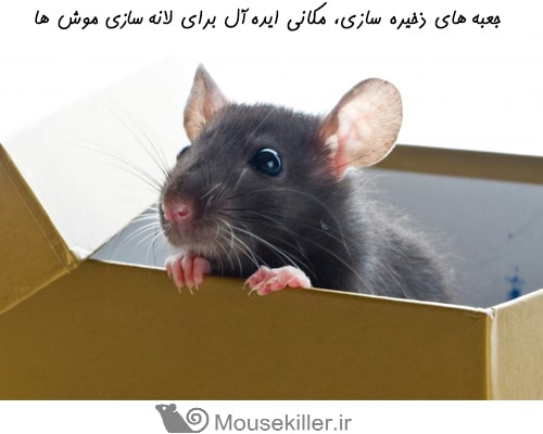 جعبه های ذخیره سازی، مکانی مناسب برای لانه سازی موش ها در خانه