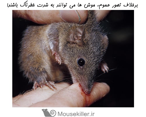 باورهای غلط درباره موش ها