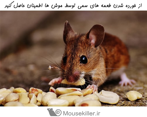 از خورده شدن طعمه های سمی توسط موش ها اطمینان حاصل کنید