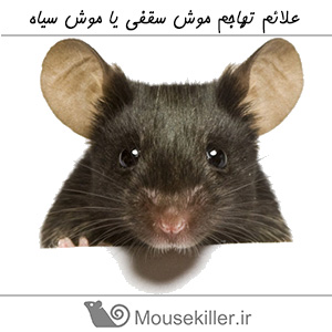 علائم تهاجم موش سقفی یا موش سیاه