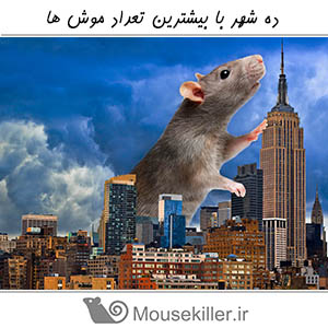 ده شهر با بیشترین تعداد موش ها