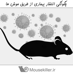 انتشار بیماری از طریق موش