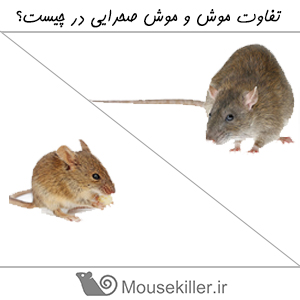 موش و موش صحرایی